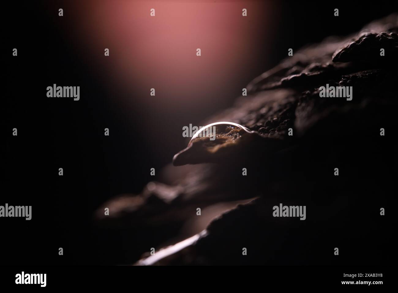 Pine cone in close-up on a black background.Macro photography, rain in the forest Stock Photo