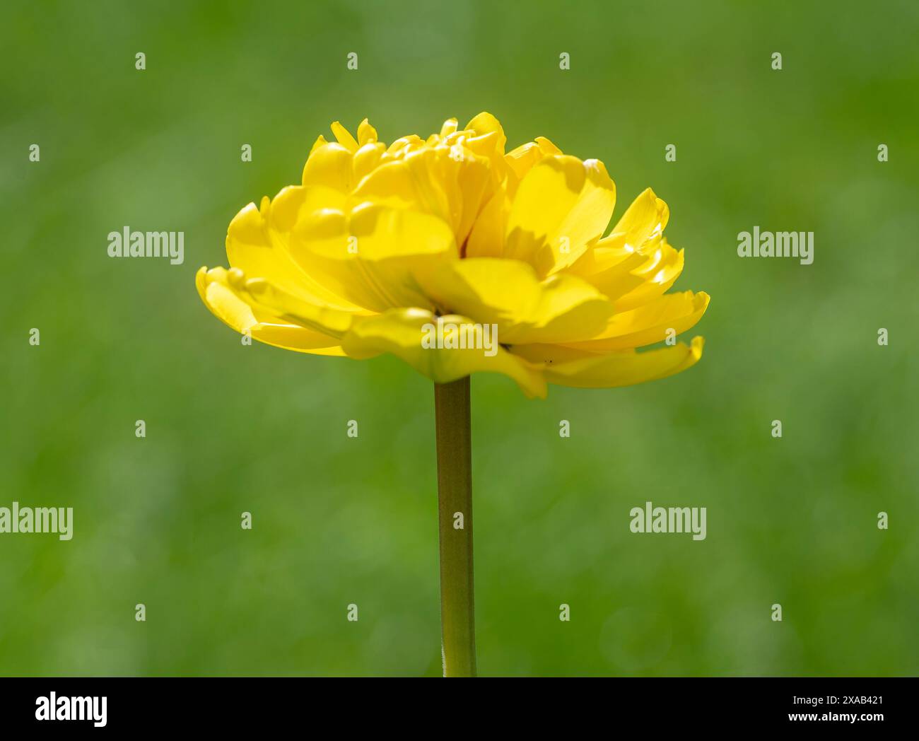 Close-Up yellow tulip on grey background Stock Photo