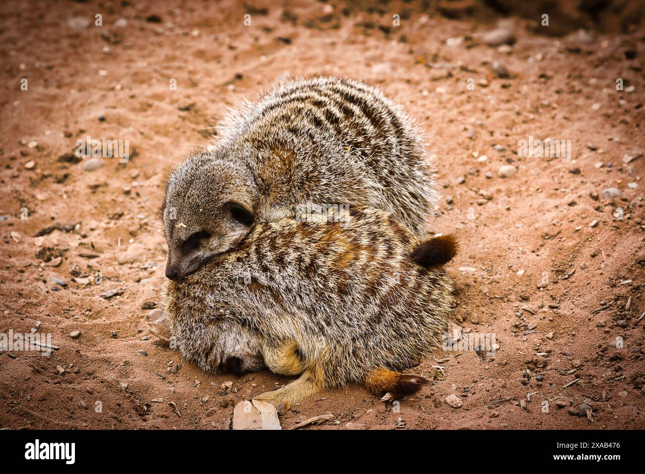 Striped fur patterns hi-res stock photography and images - Alamy