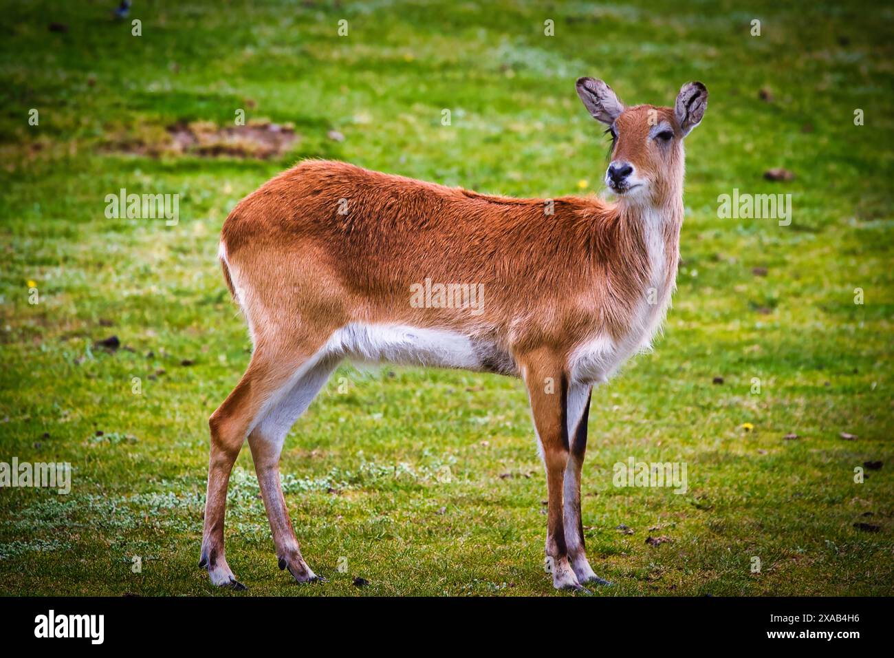A young deer standing on a grassy field, looking alert and attentive. Stock Photo