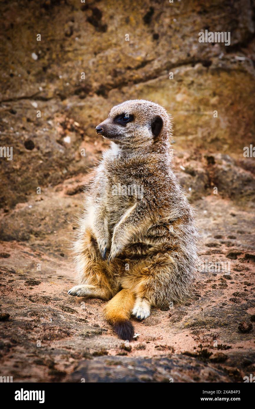 A meerkat sitting upright on a rocky surface, looking alert and ...