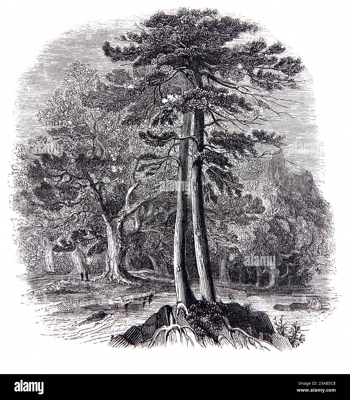 Wood Engraving of Scotch Fir and Oak Trees in Antique 19th Century