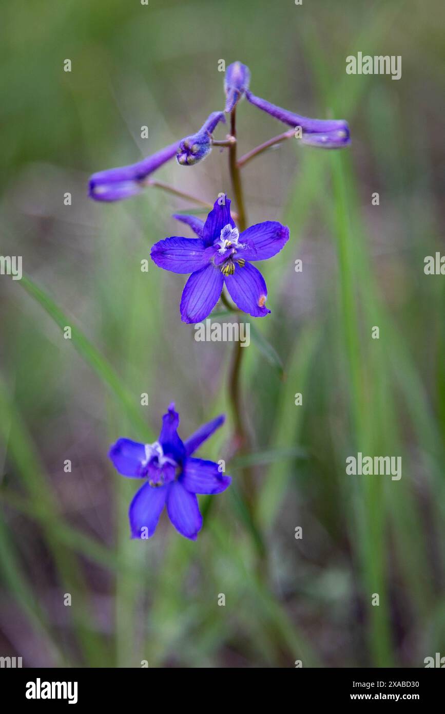 Larkspur wildflowers blooming along the Arbor Peak Trail. Bridger-Teton ...
