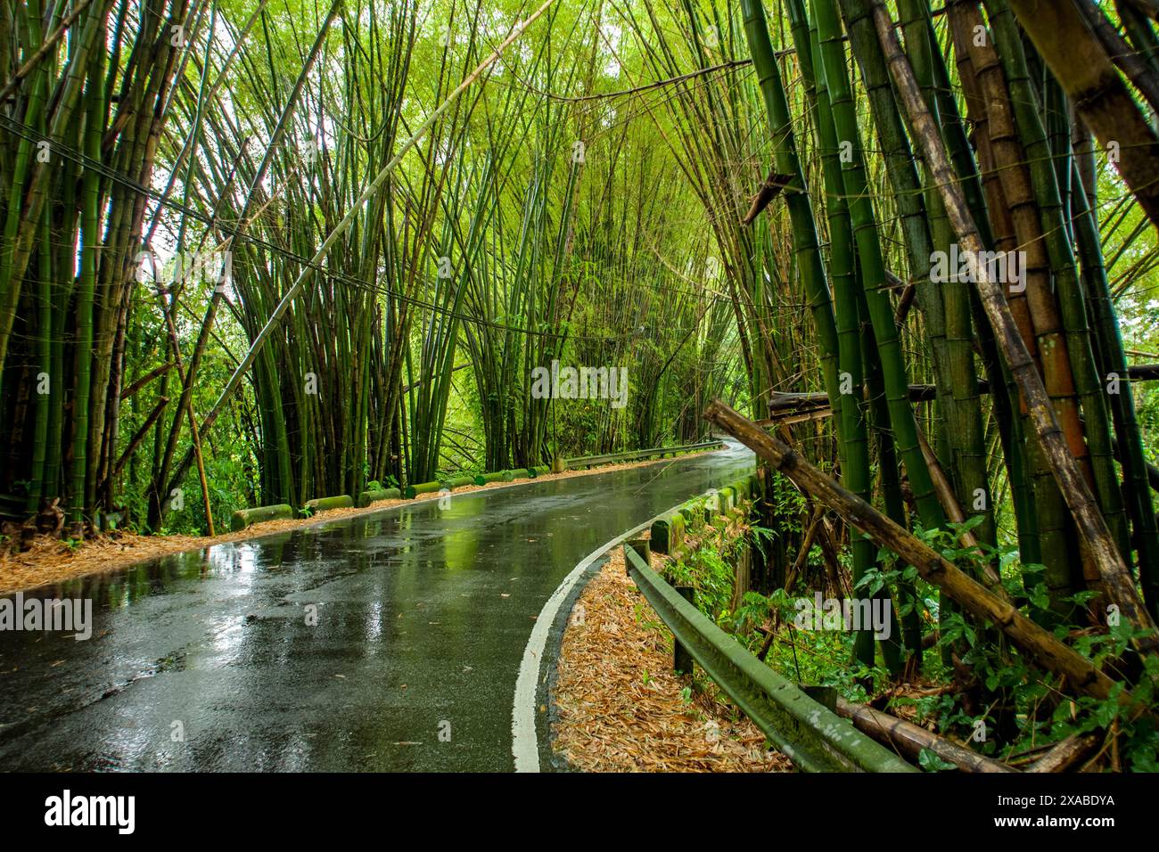 A rain-drenched road in Puerto Rico winds through a lush, vibrant, and verdant tropical rainforest, where bamboo and exotic plants create a shimmering Stock Photo