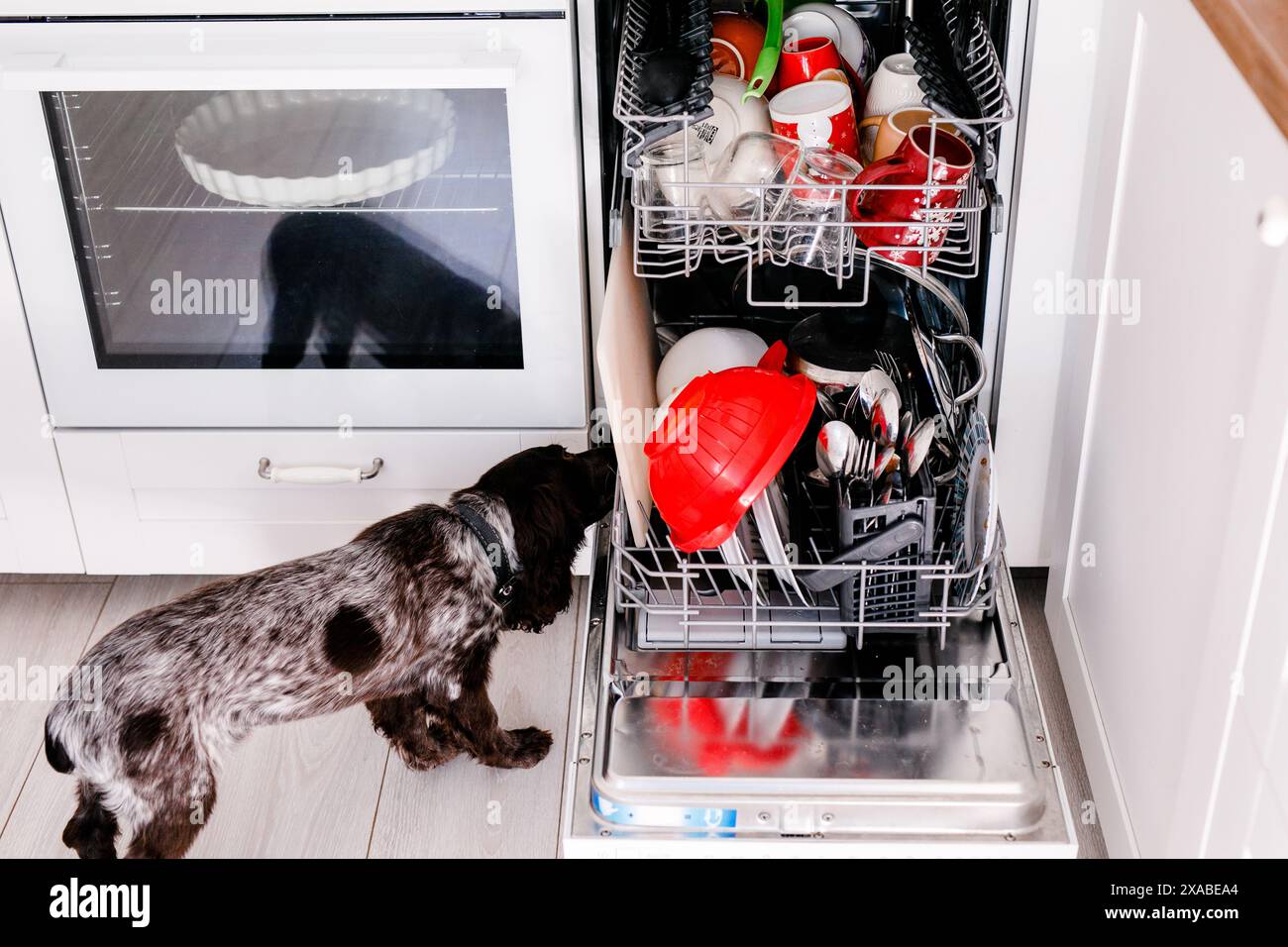 Spaniel dog licks dirty plates in full dishwasher Stock Photo Alamy
