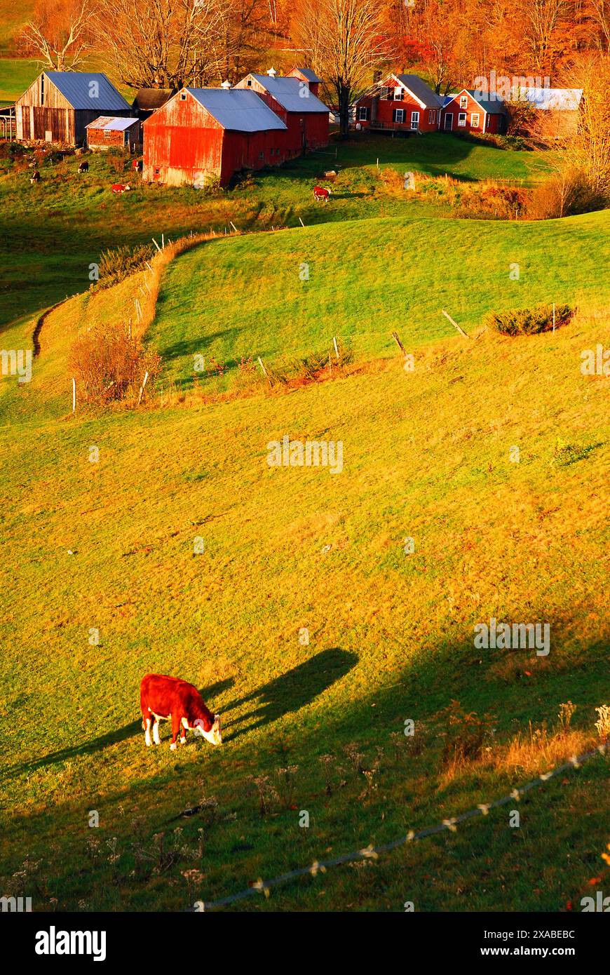 A cow grazes in a field on a farm Stock Photo - Alamy