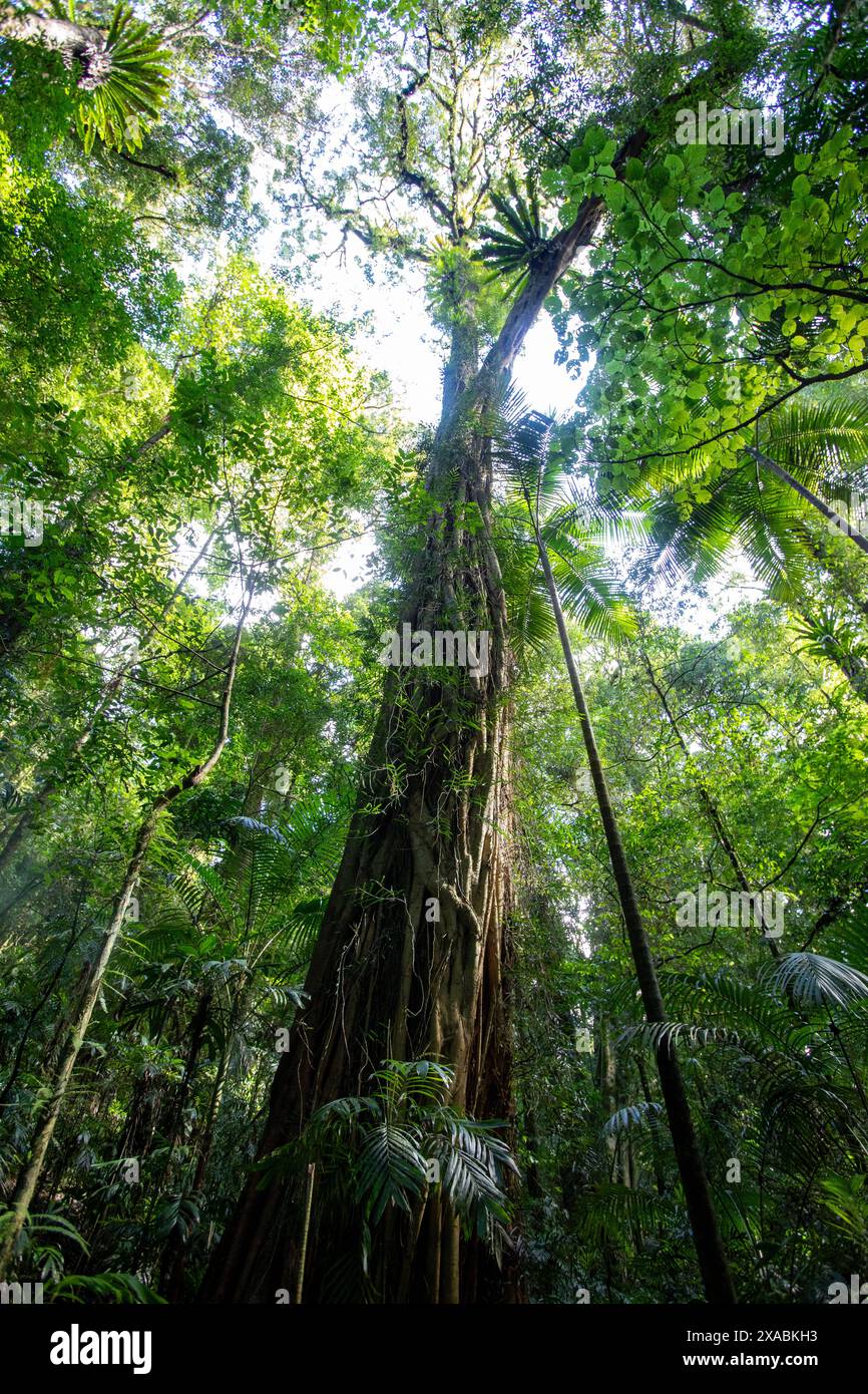 Dorrigo National Park on Waterfall Way Dorrigo, UNESCO world heritage