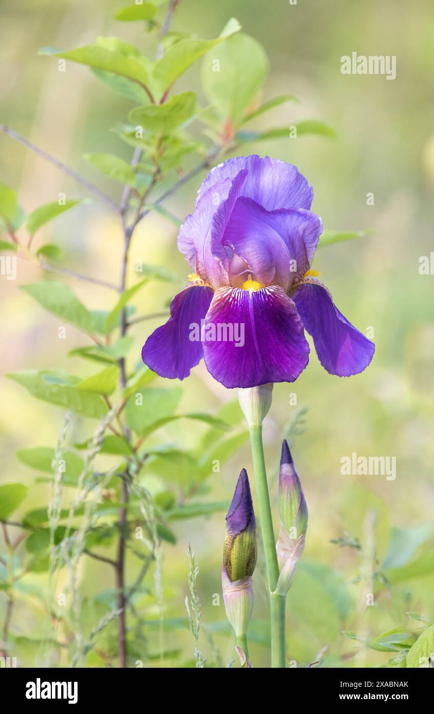 Purple marsh plant hi-res stock photography and images - Alamy