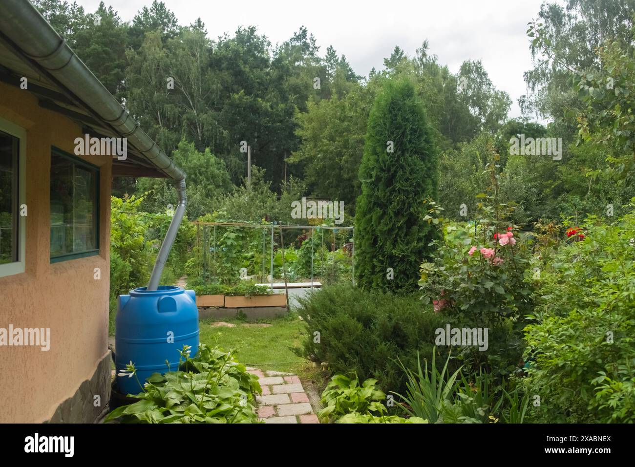Blue rainwater barrel connected to a downspout on the side of a rural house, surrounded by lush green foliage and garden path. Rain water harvesting a Stock Photo
