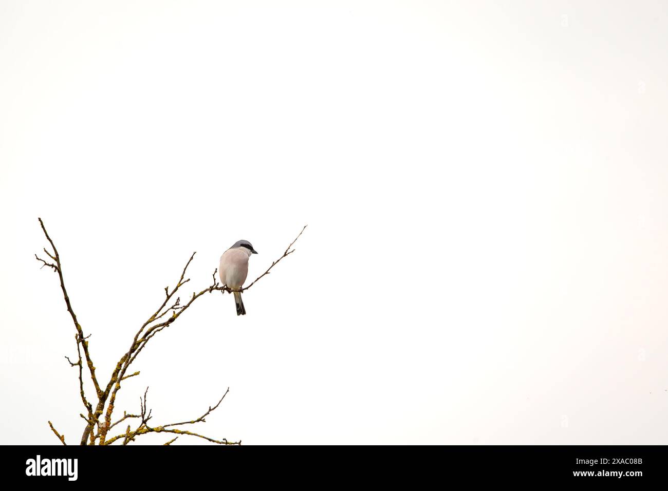 Ninth slattern hi-res stock photography and images - Alamy