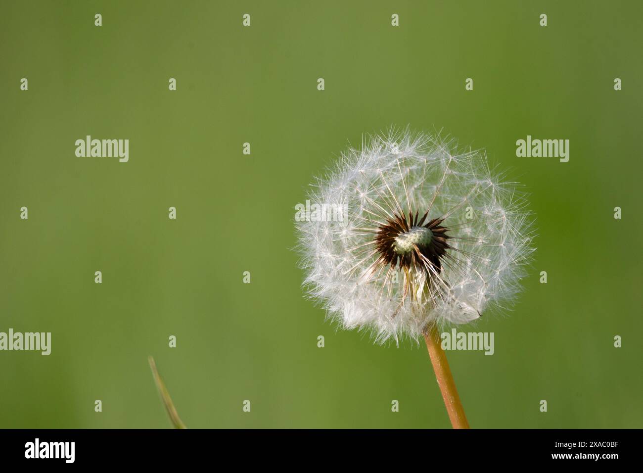 Dandelion, dandelion on the meadow Stock Photo