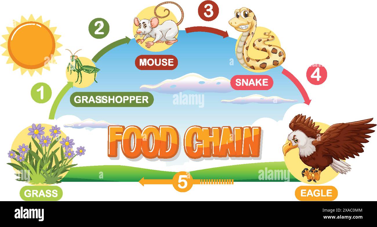 Depicts a simple food chain process Stock Vector Image & Art Biology Diagrams