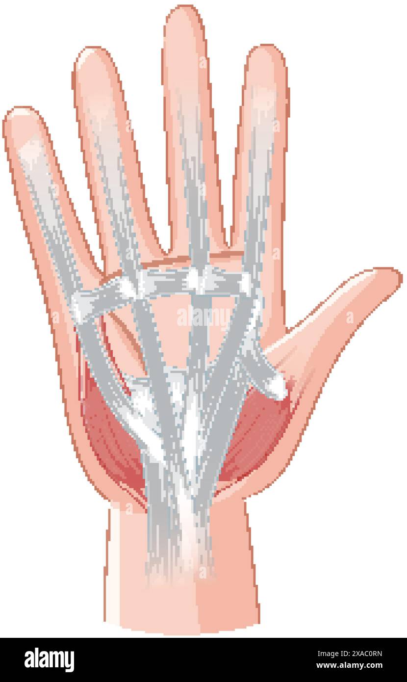 Detailed illustration of hand muscles and tendons Stock Vector Image ...