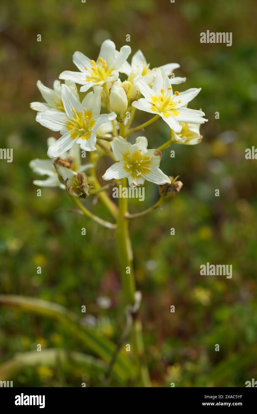 Closeup on the fresh creamwhite flower of the Fremont's deathcamas or star zigadene, Toxicoscordion fremontii at the Oregon, coast in Bandon Stock Photo
