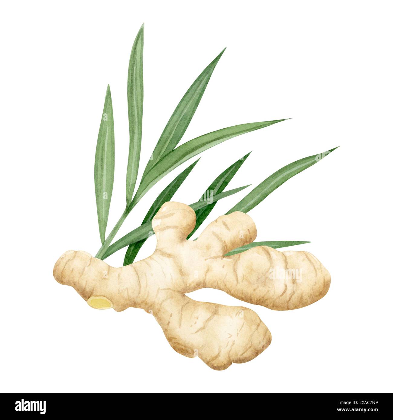 Growing ginger root with leaves watercolor illustration in pastel beige ...