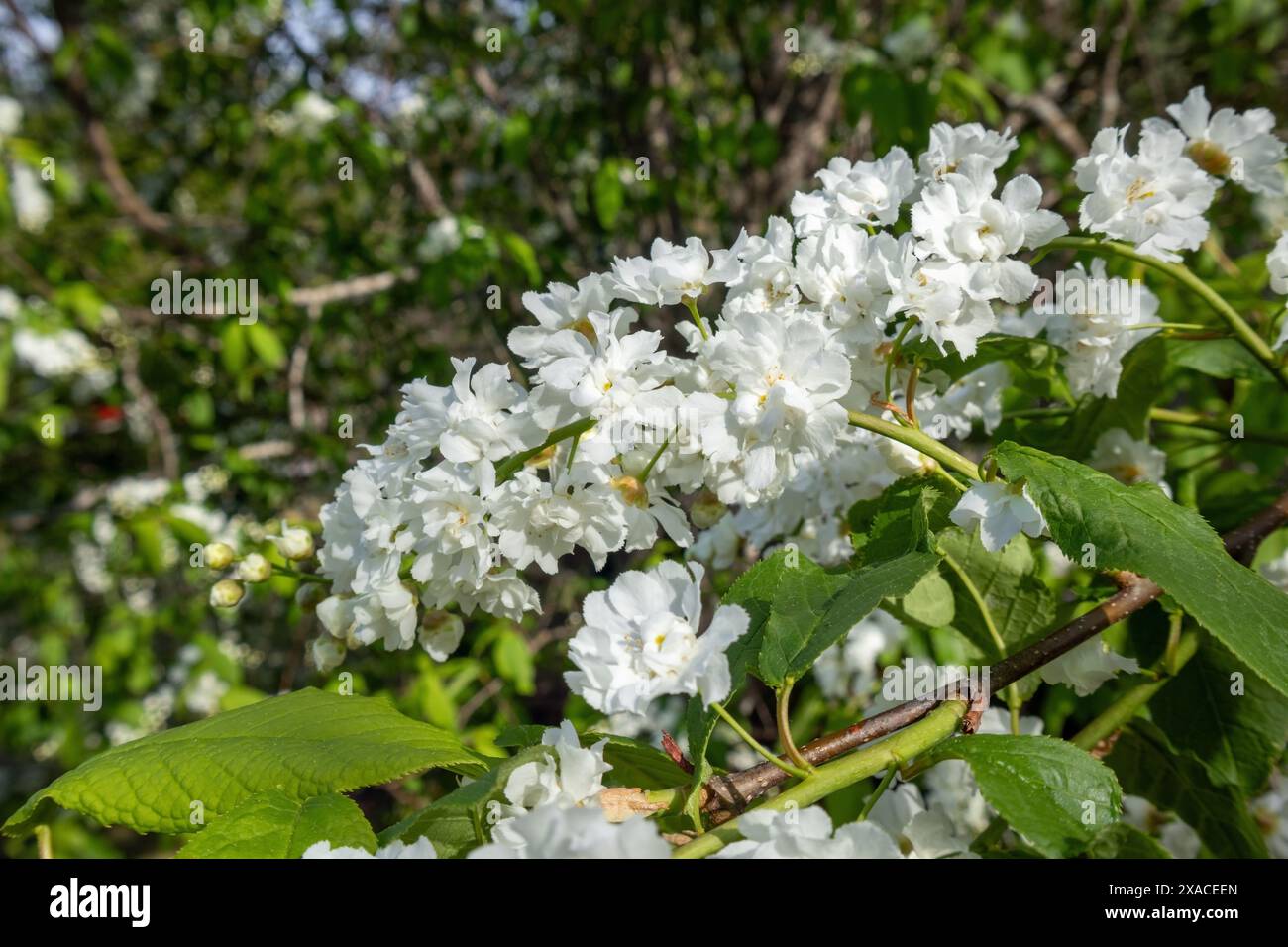 Prunus padus, bird cherry tree white flowers Stock Photo