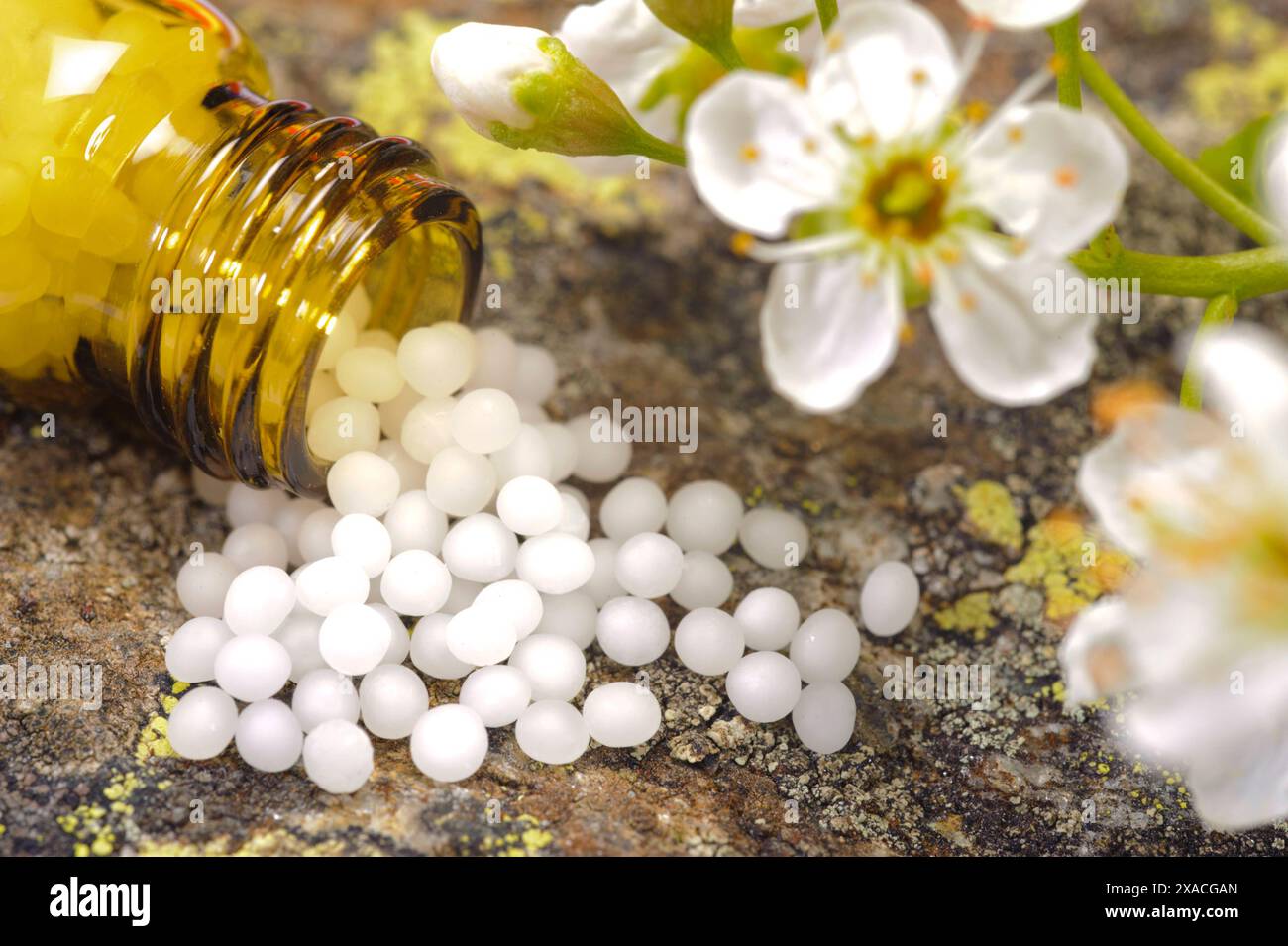 Naturmedizin mit Globuli Globuli werden in der Naturmedizin und Homöopathie als Heilmittel verwendet *** Natural medicine with globules Globules are u Stock Photo