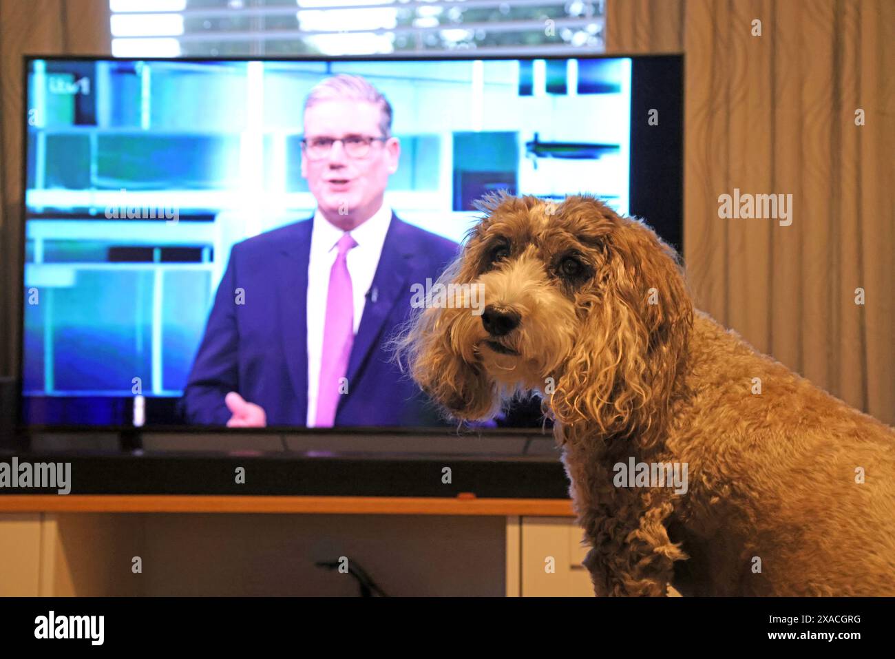 Peterborough, UK. 04th June, 2024. Cookie the cockapoo dog watches the ...
