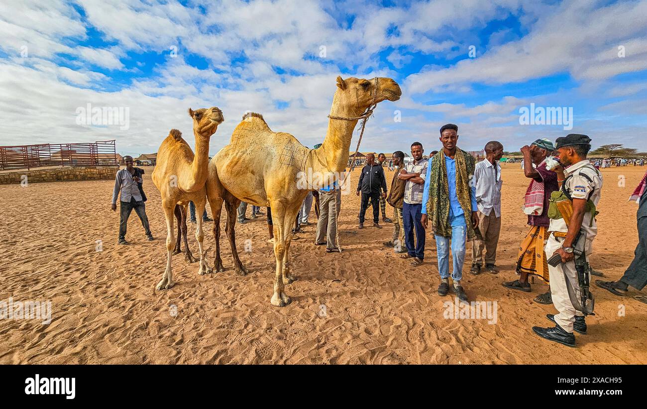 Camel market, Burao, south eastern Somaliland, Somalia, Africa Copyright: MichaelxRunkel 1184-11367 Editorial Use Only Stock Photo