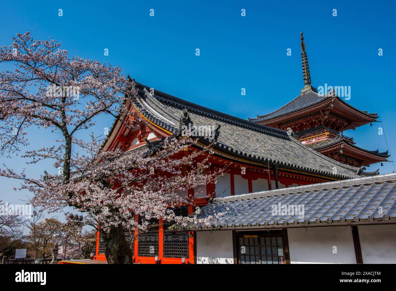 Cherry blossom in the Kiyomizu-dera Buddhist temple, UNESCO World ...