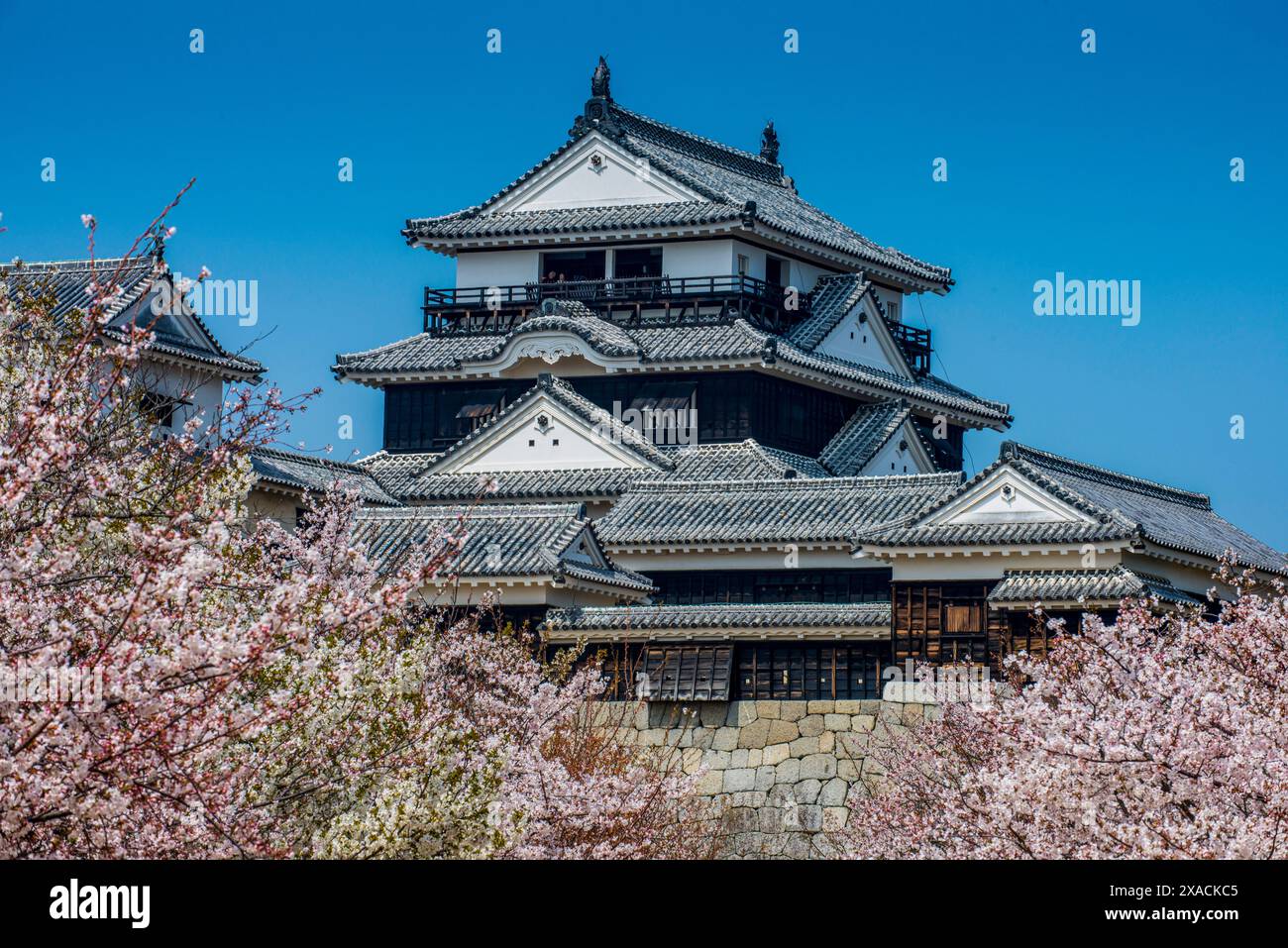 Cherry blossom in Matsuyama Castle, Shikoku, Japan, Asia Copyright ...