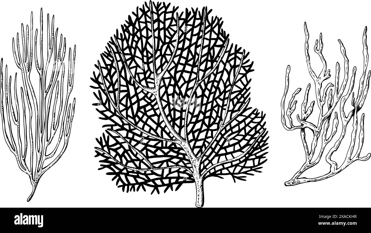 A set of sea fan, ocean coral reef organizm. Hand drawn vector