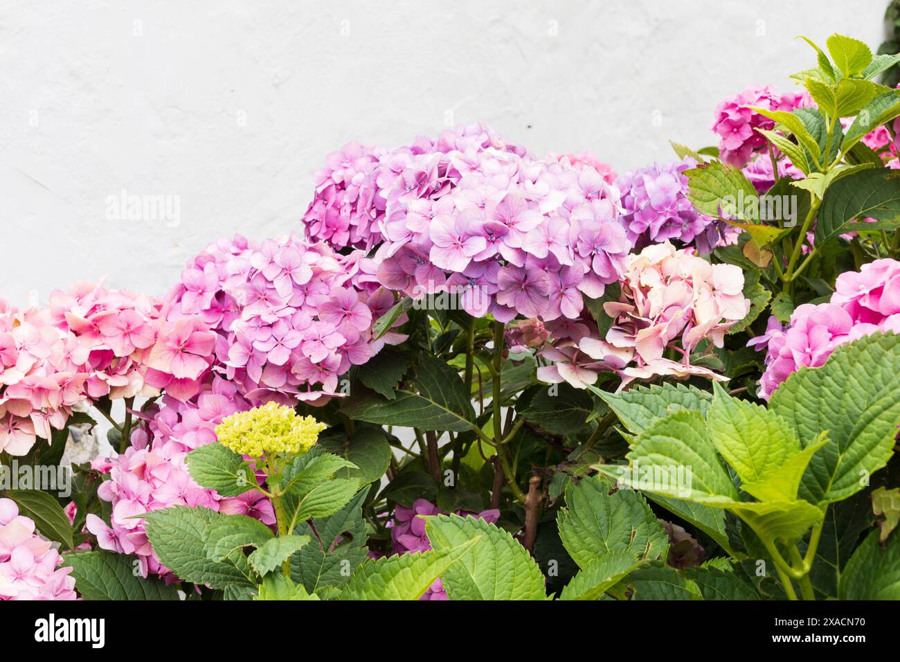 photography of pink and purple hydrangea flowers on branches with green ...