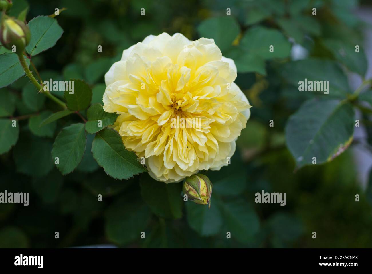 Yellow British Roses close-up photography of a yellow English rose flower with a bud on a ...