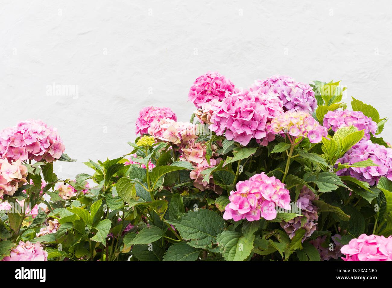 photography of pink and purple hydrangea flowers on branches with green ...
