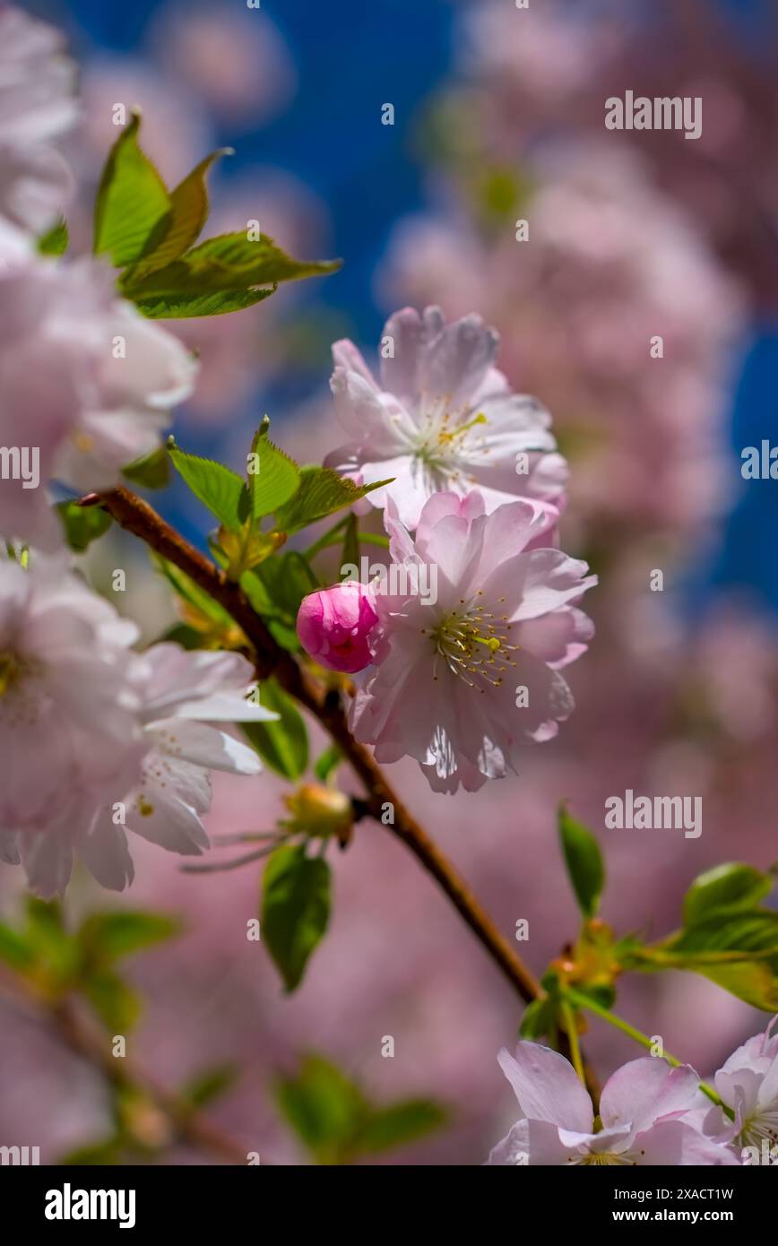 Soft pastel flowers in shades of pink hi-res stock photography and ...