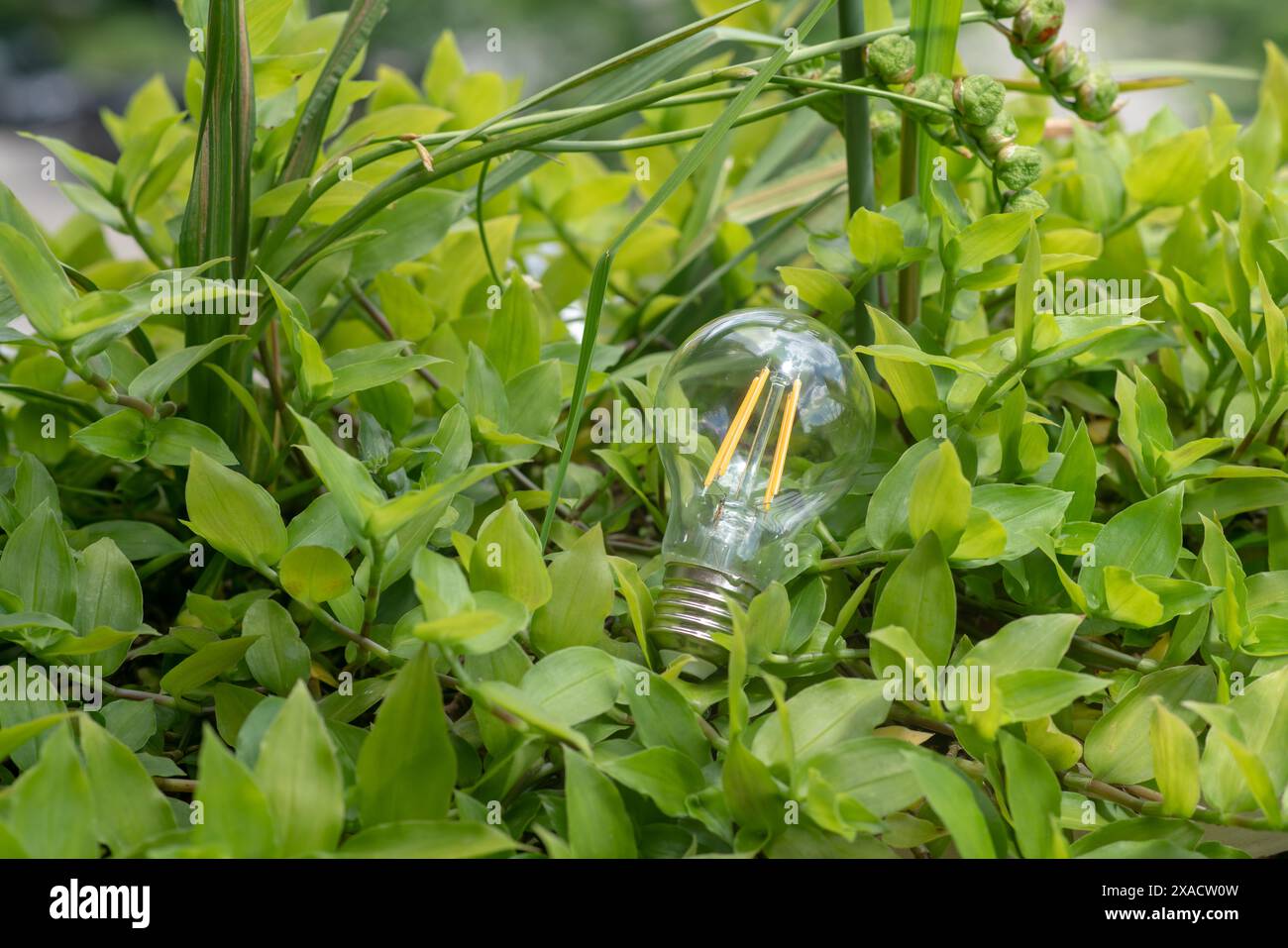 Ecosustainable LED bulbs not only have a longer life cycle, but can be