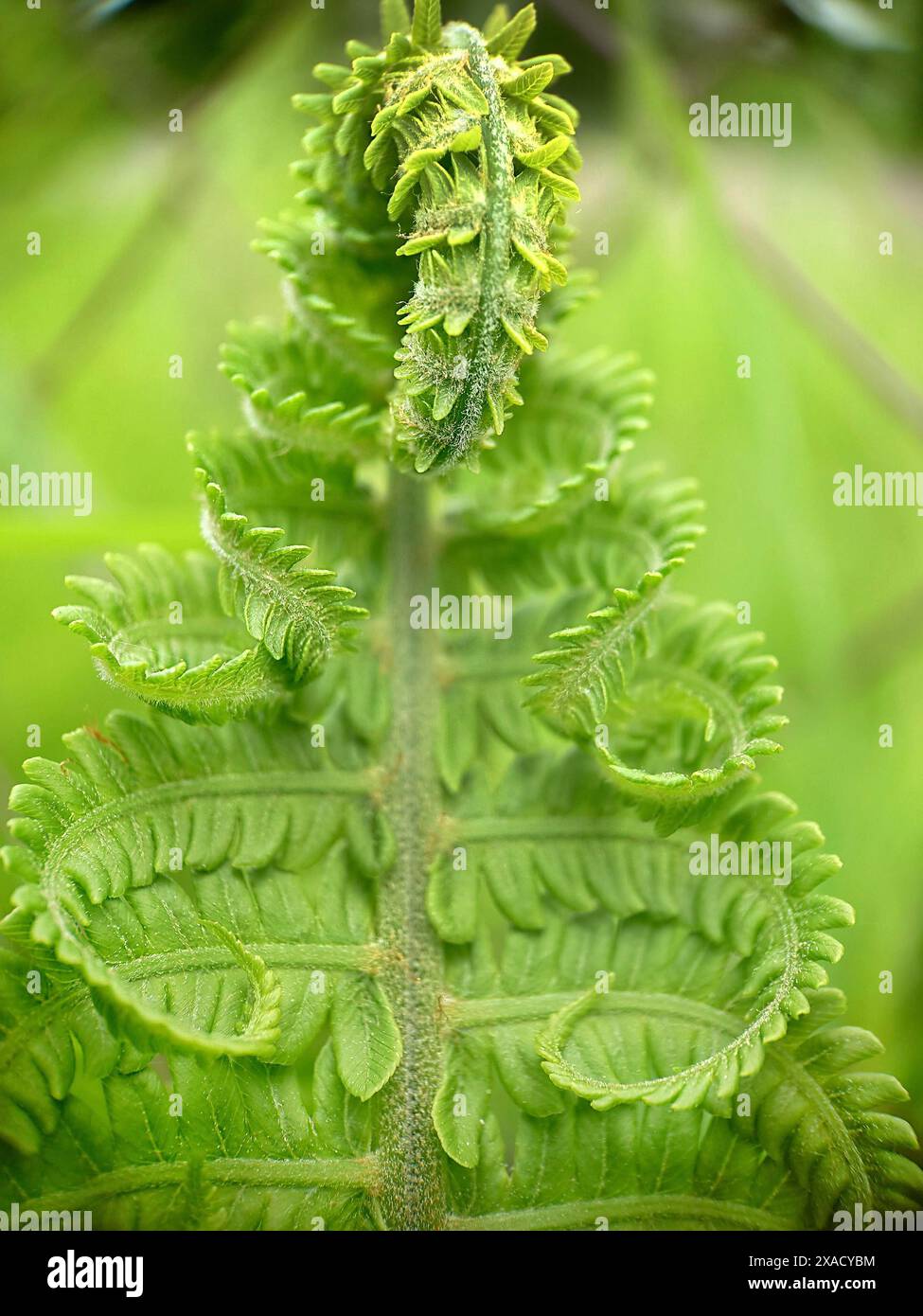 Detailed close-up of a green fern (Polypodiopsida) with curled leaves ...