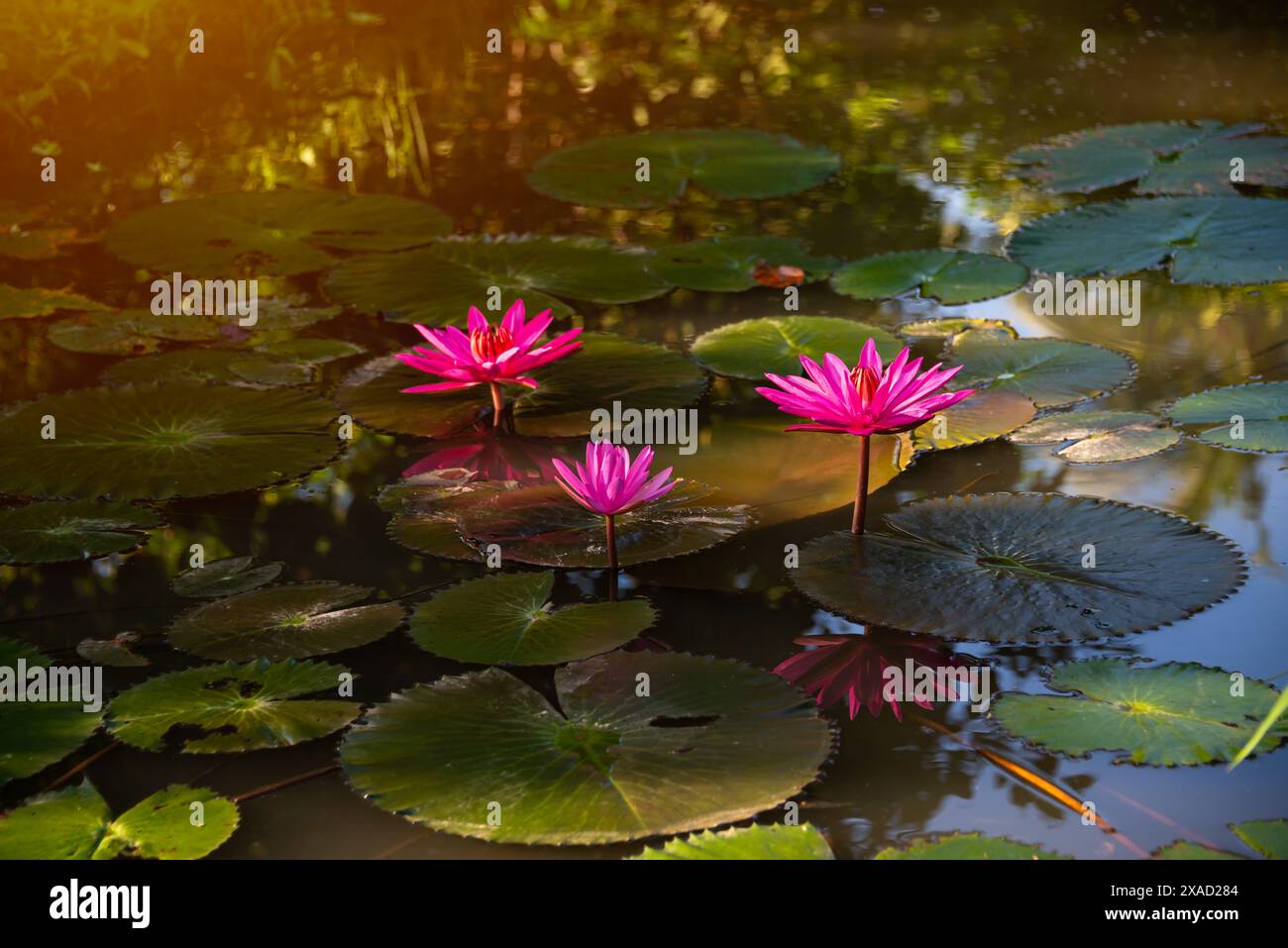 Pink water lily flower in pond in morning light Stock Photo - Alamy