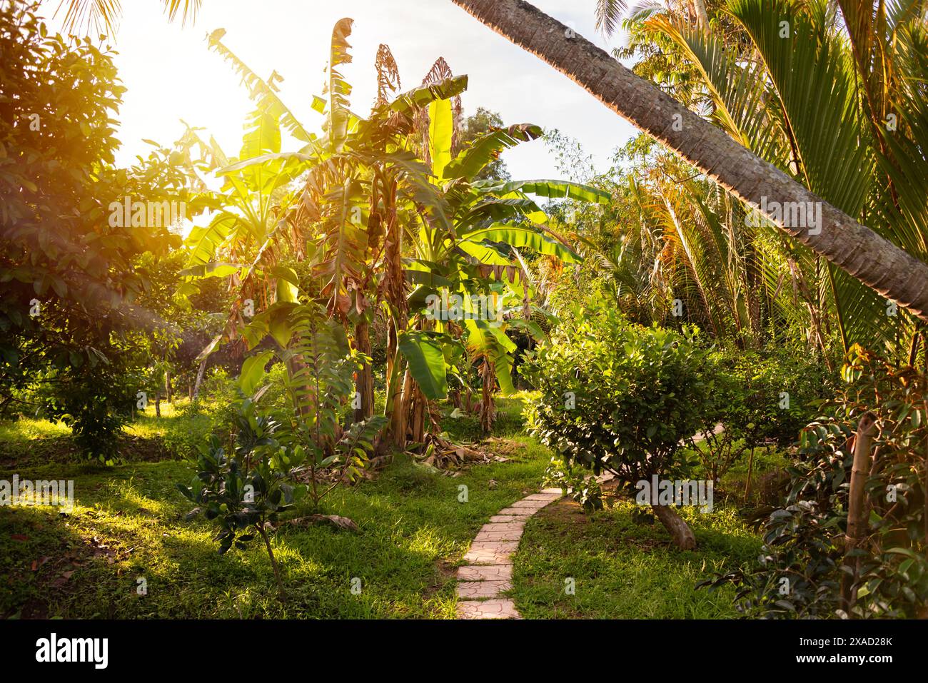 Lush tropical pathway hi-res stock photography and images - Alamy