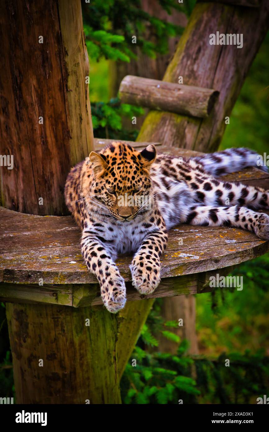A leopard resting on a wooden platform in a forested area. The leopard has a spotted coat and is lying down with its front legs extended. Stock Photo