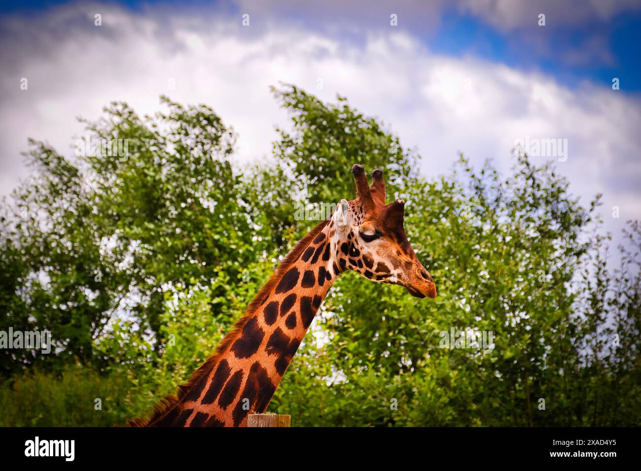 Distinctive spots stands hi-res stock photography and images - Alamy