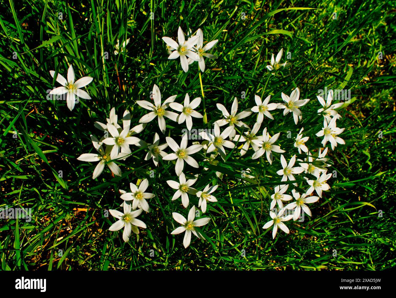 Star-of-Bethlehem, Ornithogalum umbellatum Stock Photo