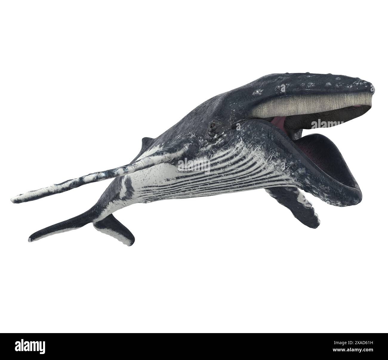 Blue whale large marine hi-res stock photography and images - Alamy