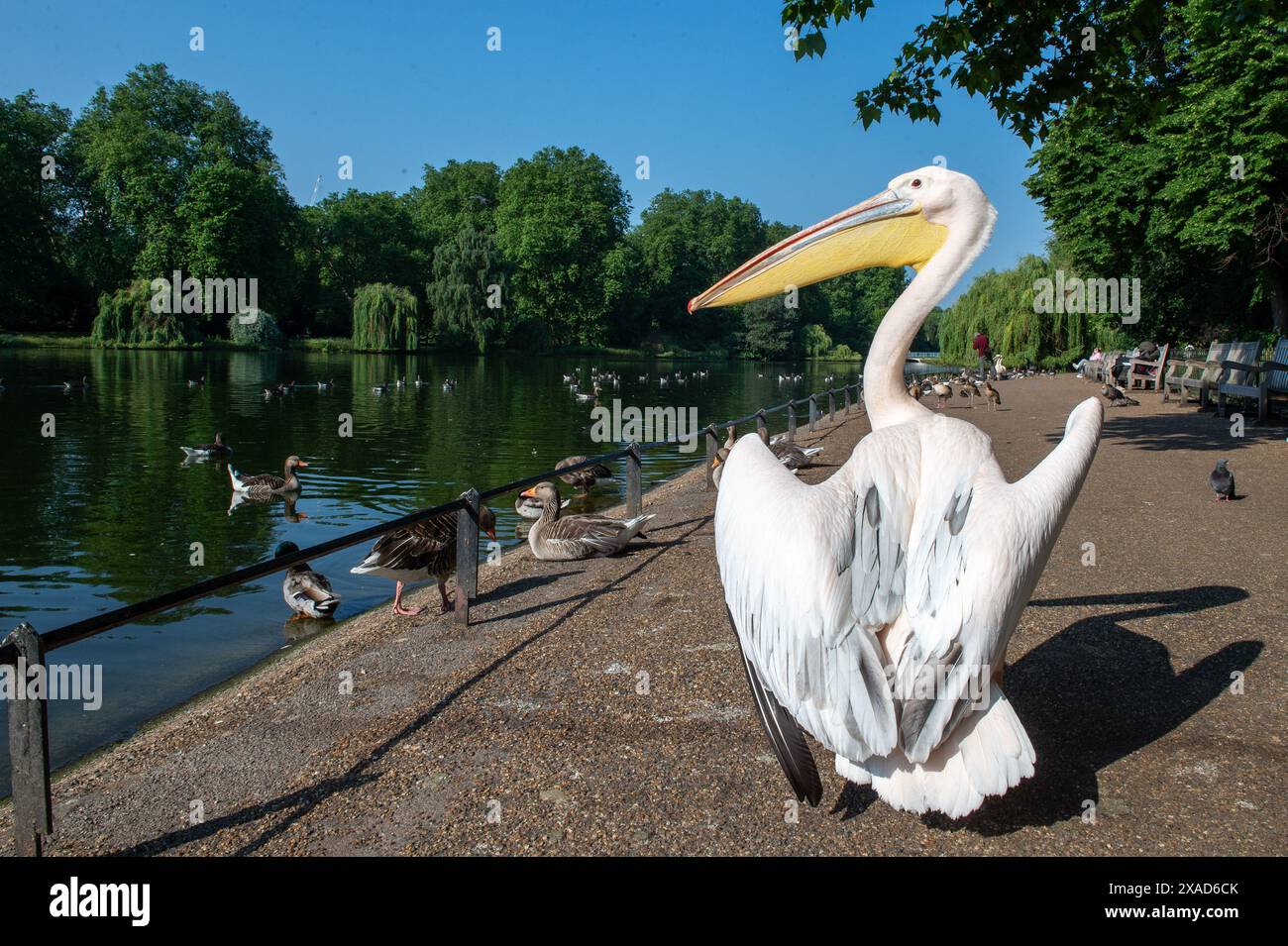 London, England, UK. 6th June, 2024. Great White Pelicans (Pelecanus onocrotalus) enjoying the sunshine while walking along the pathway in St. James's Park, London. These majestic birds, part of the park's wildlife, often captivate visitors with their graceful presence. (Credit Image: © Thomas Krych/ZUMA Press Wire) EDITORIAL USAGE ONLY! Not for Commercial USAGE! Stock Photo