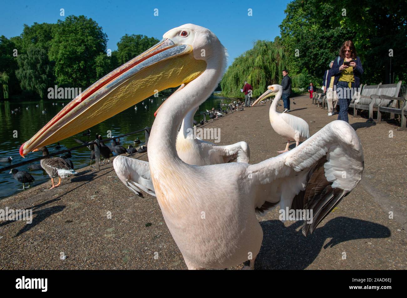 London, England, UK. 6th June, 2024. Great White Pelicans (Pelecanus onocrotalus) enjoying the sunshine while walking along the pathway in St. James's Park, London. These majestic birds, part of the park's wildlife, often captivate visitors with their graceful presence. (Credit Image: © Thomas Krych/ZUMA Press Wire) EDITORIAL USAGE ONLY! Not for Commercial USAGE! Stock Photo