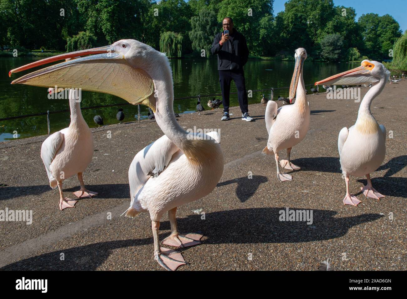 London, England, UK. 6th June, 2024. Great White Pelicans (Pelecanus onocrotalus) enjoying the sunshine while walking along the pathway in St. James's Park, London. These majestic birds, part of the park's wildlife, often captivate visitors with their graceful presence. (Credit Image: © Thomas Krych/ZUMA Press Wire) EDITORIAL USAGE ONLY! Not for Commercial USAGE! Stock Photo