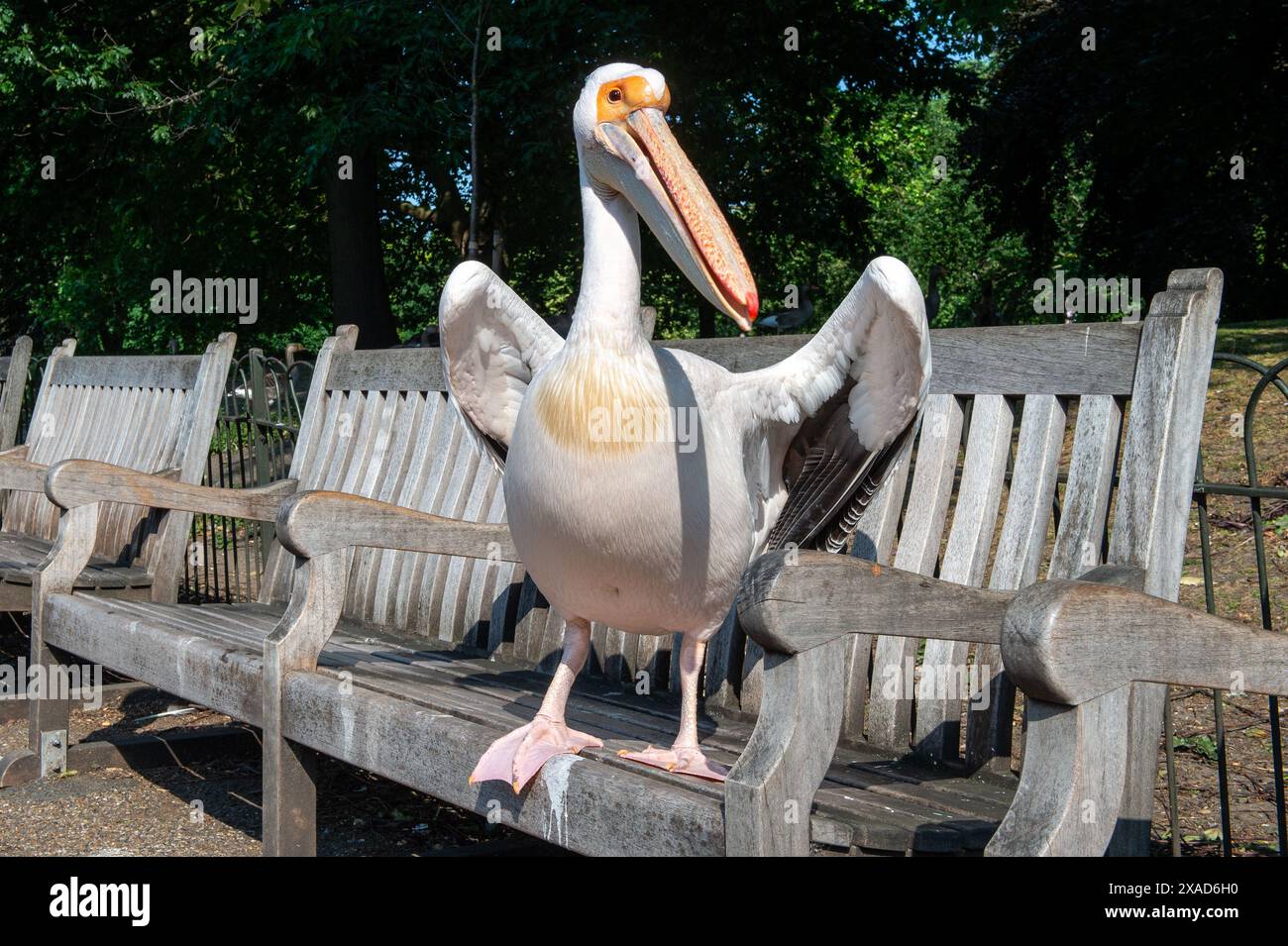 London, England, UK. 6th June, 2024. A Great White Pelican (Pelecanus onocrotalus) enjoying the sunshine while resting on a park bench in St. James's Park, London. (Credit Image: © Thomas Krych/ZUMA Press Wire) EDITORIAL USAGE ONLY! Not for Commercial USAGE! Stock Photo