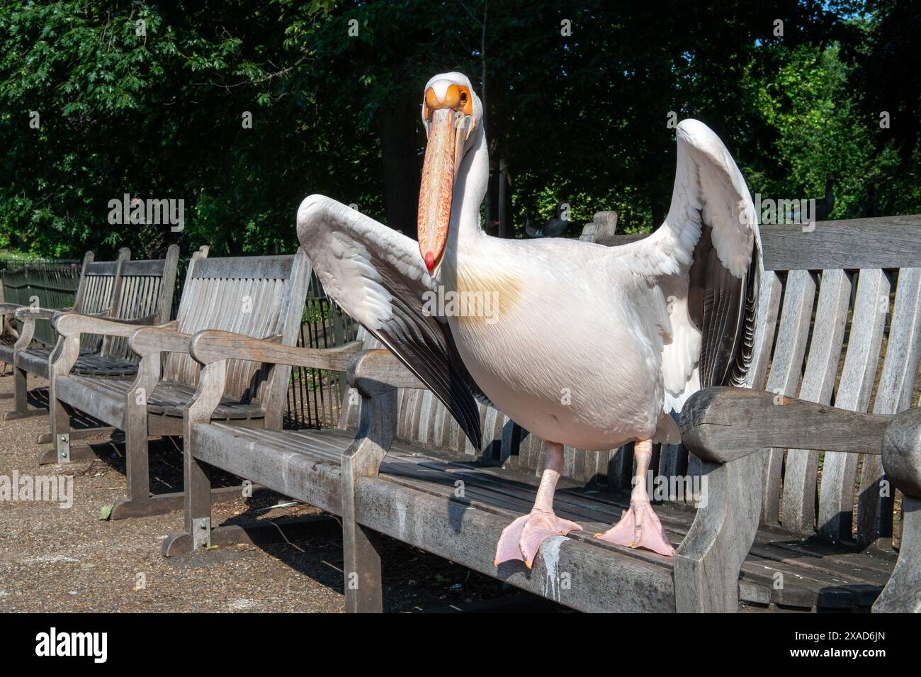 London, England, UK. 6th June, 2024. A Great White Pelican (Pelecanus onocrotalus) enjoying the sunshine while resting on a park bench in St. James's Park, London. (Credit Image: © Thomas Krych/ZUMA Press Wire) EDITORIAL USAGE ONLY! Not for Commercial USAGE! Stock Photo