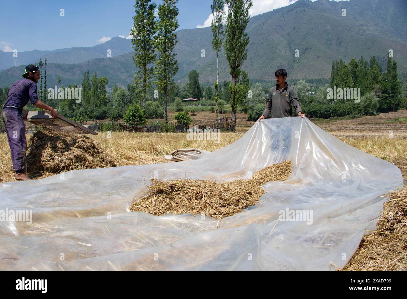 Srinagar, Jammu And Kashmir, India. 6th June, 2024. Farmers working in an agricultural field clean their harvested rapeseed using an agricultural filter tool on the outskirts of Srinagar. (Credit Image: © Adil Abass/ZUMA Press Wire) EDITORIAL USAGE ONLY! Not for Commercial USAGE! Stock Photo