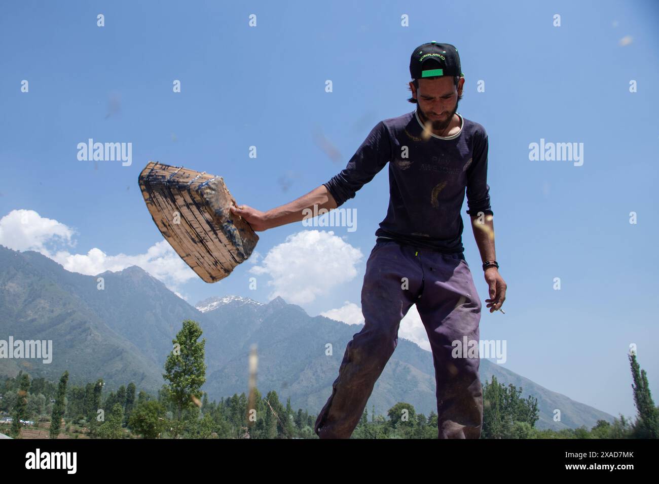 Srinagar, Jammu And Kashmir, India. 6th June, 2024. A farmer working in an agricultural field cleans their harvested rapeseed on the outskirts of Srinagar. (Credit Image: © Adil Abass/ZUMA Press Wire) EDITORIAL USAGE ONLY! Not for Commercial USAGE! Stock Photo