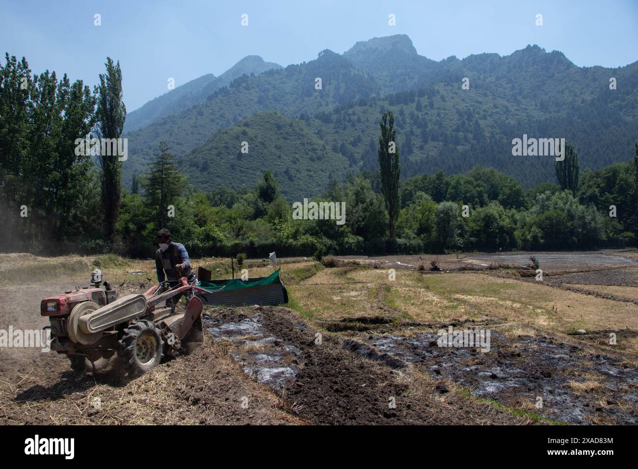 Srinagar, Jammu And Kashmir, India. 6th June, 2024. A farmer drives an agricultural machine to turn over fields for rice planting on the outskirts of Srinagar. (Credit Image: © Adil Abass/ZUMA Press Wire) EDITORIAL USAGE ONLY! Not for Commercial USAGE! Stock Photo