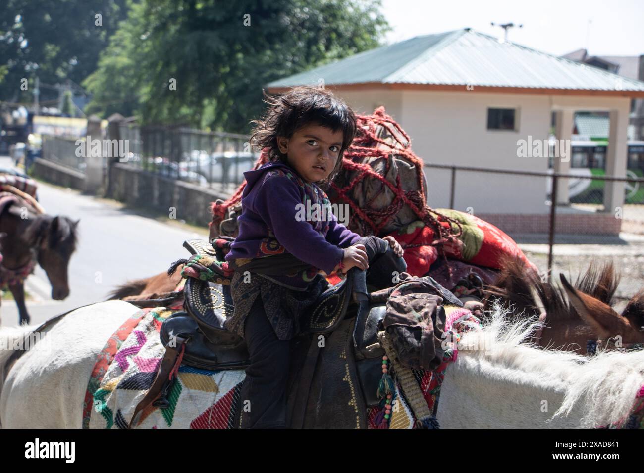 Srinagar, Jammu And Kashmir, India. 6th June, 2024. A nomad girl rides a horse along the street on a sunny day on the outskirts of Srinagar, as they move to higher reaches for the summer. (Credit Image: © Adil Abass/ZUMA Press Wire) EDITORIAL USAGE ONLY! Not for Commercial USAGE! Stock Photo