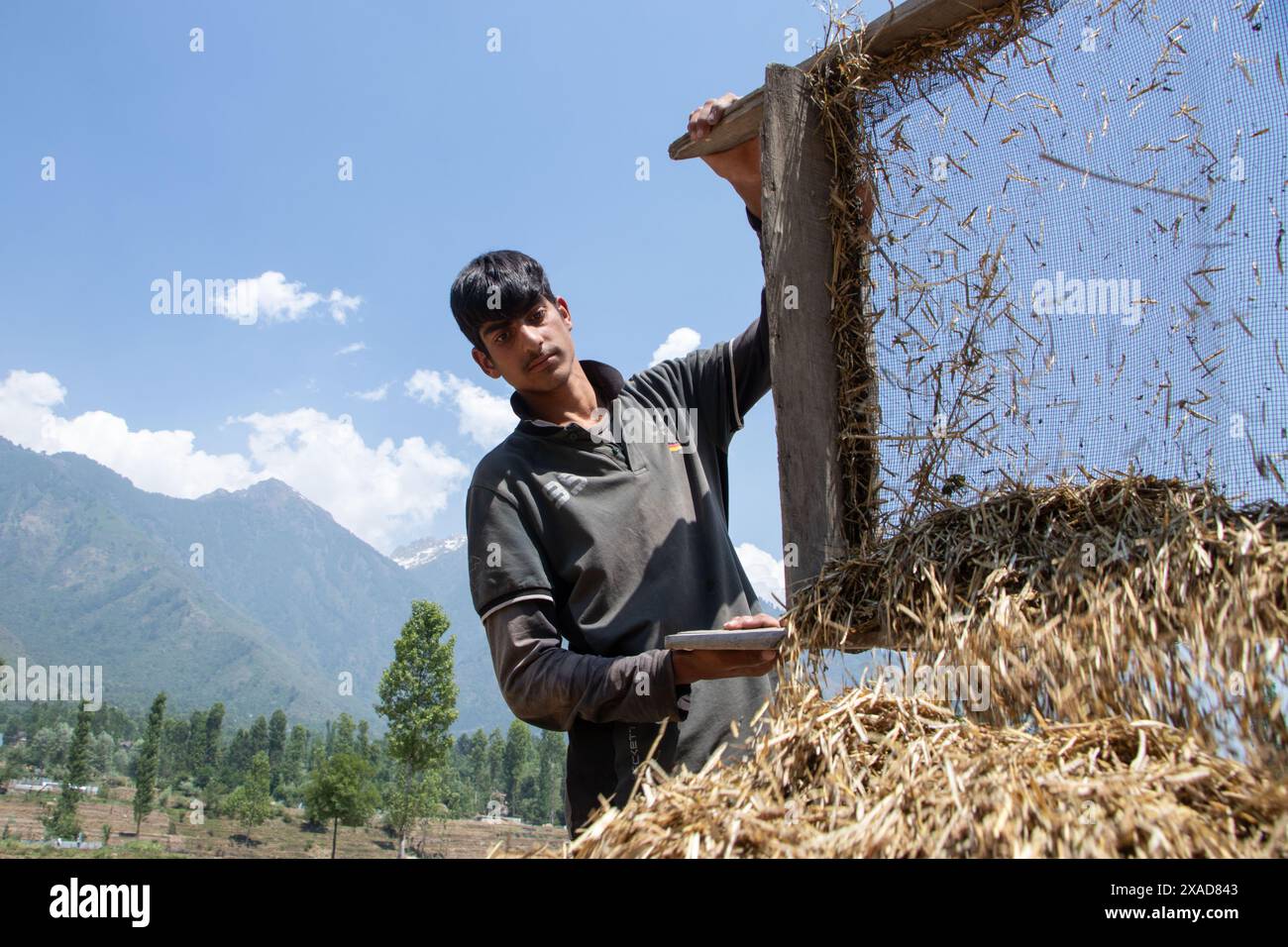 Srinagar, Jammu And Kashmir, India. 6th June, 2024. A farmer working in an agricultural field cleans their harvested rapeseed using an agricultural filter tool on the outskirts of Srinagar. (Credit Image: © Adil Abass/ZUMA Press Wire) EDITORIAL USAGE ONLY! Not for Commercial USAGE! Stock Photo