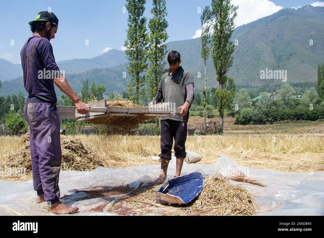 Srinagar, Jammu And Kashmir, India. 6th June, 2024. Farmers working in an agricultural field clean their harvested rapeseed using an agricultural filter tool on the outskirts of Srinagar. (Credit Image: © Adil Abass/ZUMA Press Wire) EDITORIAL USAGE ONLY! Not for Commercial USAGE! Stock Photo