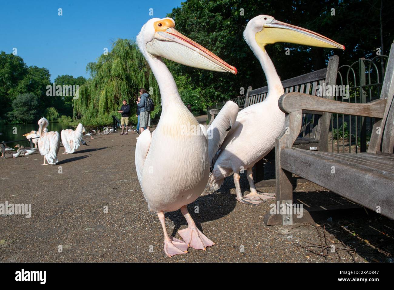 London, England, UK. 6th June, 2024. Great White Pelicans (Pelecanus onocrotalus) enjoying the sunshine while walking along the pathway in St. James's Park, London. These majestic birds, part of the park's wildlife, often captivate visitors with their graceful presence. (Credit Image: © Thomas Krych/ZUMA Press Wire) EDITORIAL USAGE ONLY! Not for Commercial USAGE! Stock Photo